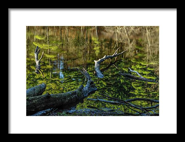 Beauty Framed Print featuring the photograph White Pine Reflections by Bob Grabowski