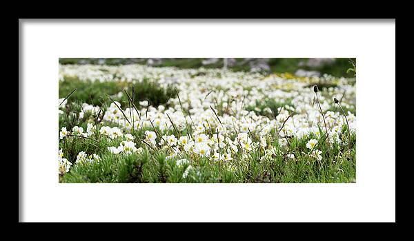 Helianthemum Framed Print featuring the photograph White rock-rose, Helianthemum apenninum field by Jean-Luc Farges
