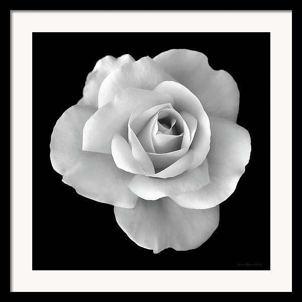 White Rose Flower in Black and White by Jennie Marie Schell