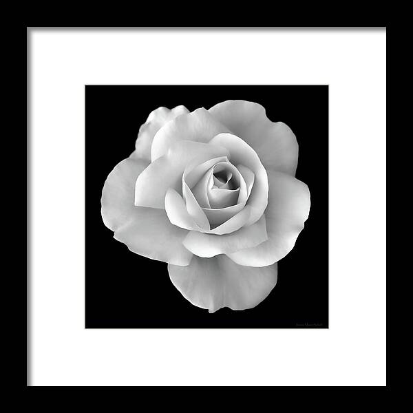 Perforeren bewijs Leninisme White Rose Flower in Black and White Framed Print by Jennie Marie Schell -  Fine Art America
