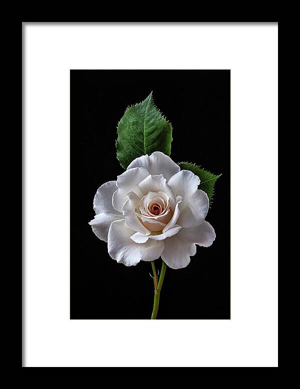 Flower Framed Print featuring the photograph White rose by Roman Kurywczak