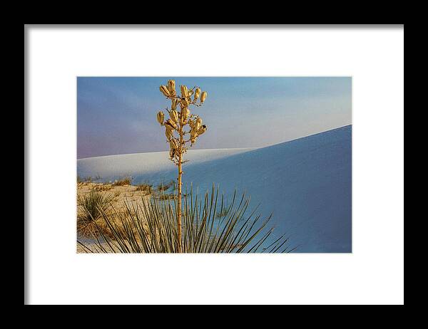 Yucca Framed Print featuring the photograph White Sands Yucca by Rebecca Herranen