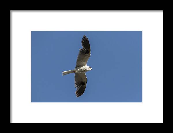 Kite Framed Print featuring the photograph White Tailed Kite by Rick Pisio