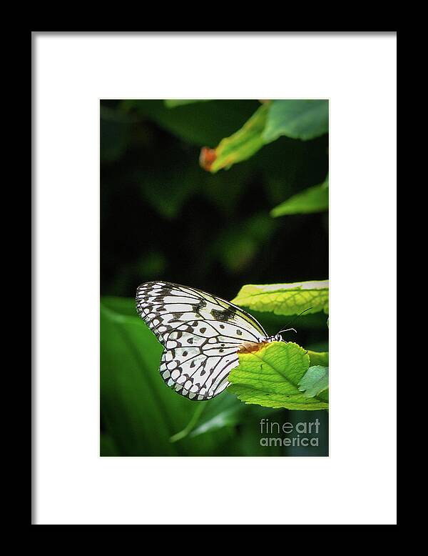 Idea Leuconoe Framed Print featuring the photograph White Tree Nymph Butterfly #2 by Nancy Gleason