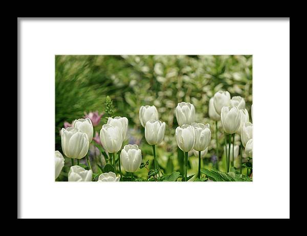 Tulips Framed Print featuring the photograph A Group of White Tulips in New York City by Cordia Murphy