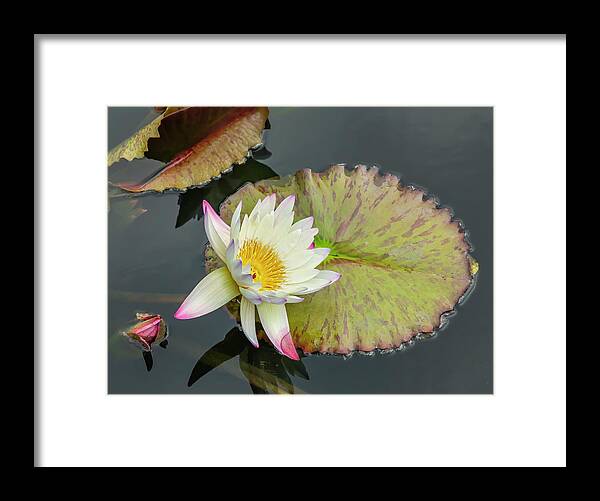 Lily Framed Print featuring the photograph White Water Lily by Cate Franklyn