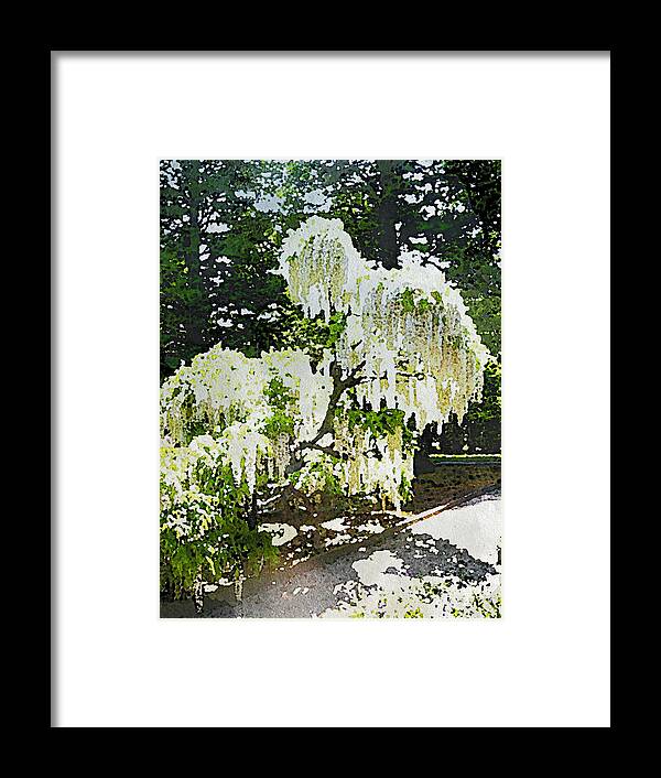 White Wisteria At Longwood Framed Print featuring the digital art White Wisteria at Longwood by Susan Maxwell Schmidt