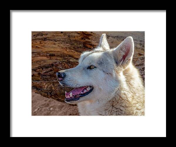 Fstop101 White Wolf Canine Dog Framed Print featuring the photograph White Wolf by Gene Lee