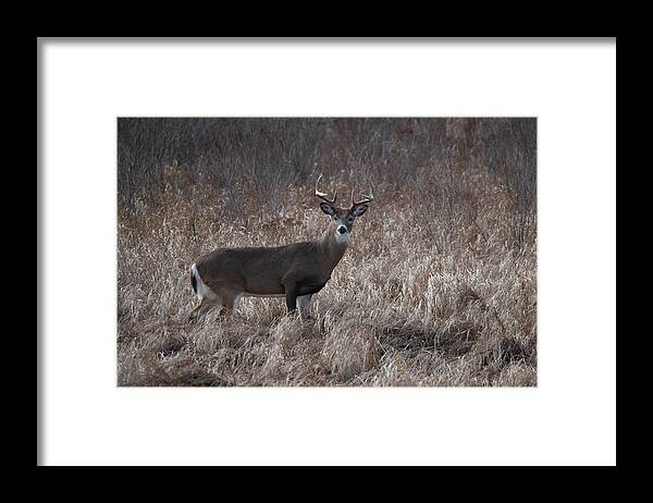 Whitetail Deer Framed Print featuring the photograph Whitetail buck looking back by Dan Friend