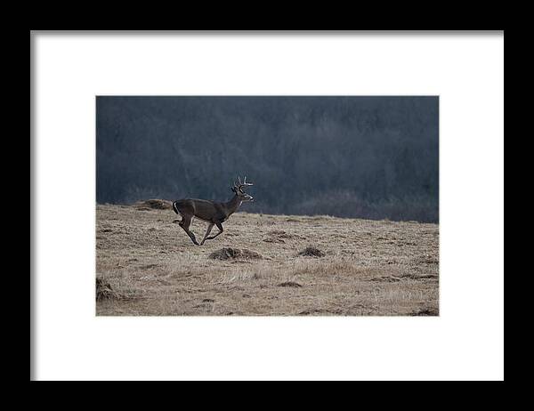 Whitetail Deer Framed Print featuring the photograph Whitetail buck running in a field by Dan Friend