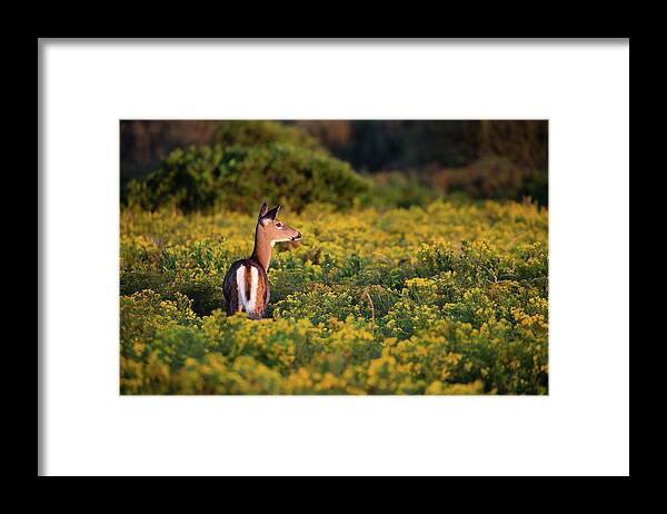 Whitetail Doe In A Field Of Goldenrod Framed Print featuring the photograph Whitetail Doe in a Field of Goldenrod by Andrew Pacheco