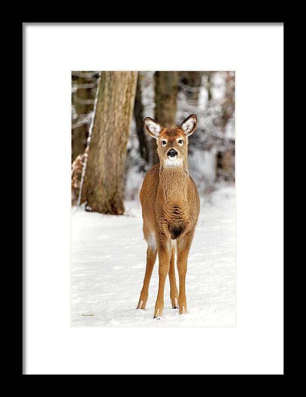 Deer Framed Print featuring the photograph Whitetail in Snow by Christina Rollo