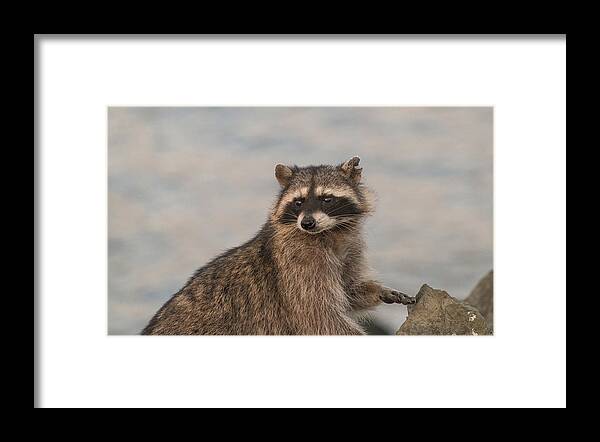 Raccoon Framed Print featuring the photograph Who Was that Masked Man by Alex Lapidus