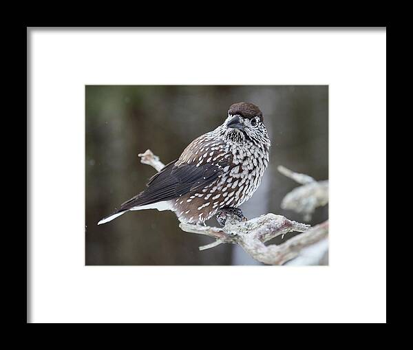 Finland Framed Print featuring the photograph Whole and close. Spotted nutcracker by Jouko Lehto