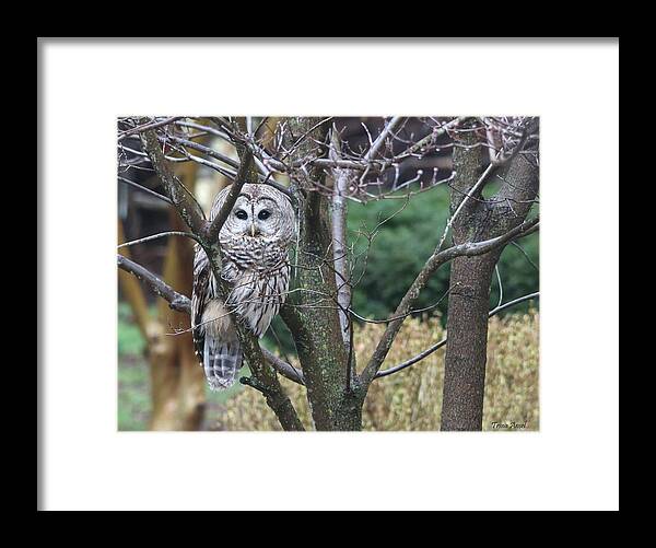 Barred Owl Framed Print featuring the photograph Whooo You Lookin' At? by Trina Ansel