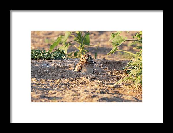 Owl Framed Print featuring the photograph Wide-Eyed Burrowing Owl Owlet by Tony Hake