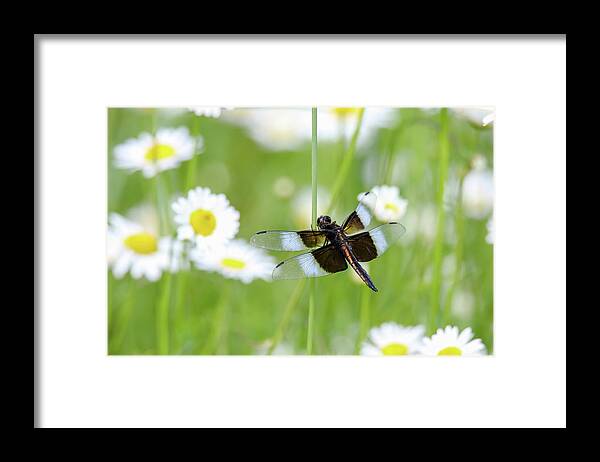 Dragonfly Framed Print featuring the photograph Widow Skimmer Dragonfly by Brook Burling