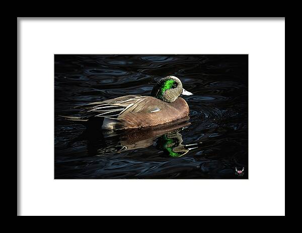 Americanwigeon Framed Print featuring the photograph Wigeon by Pam Rendall