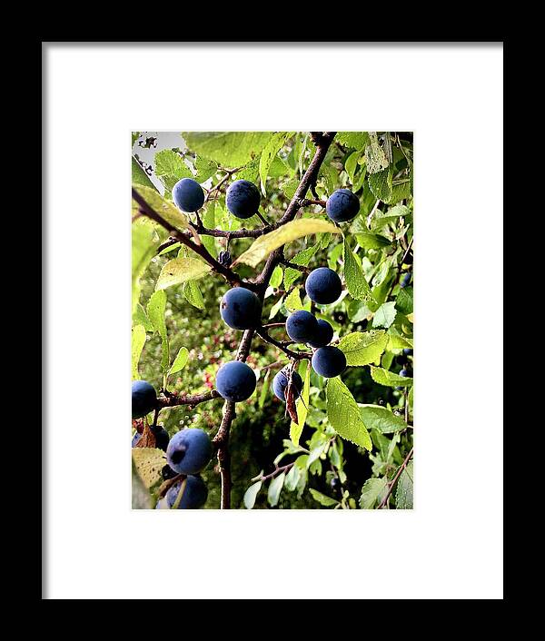  Framed Print featuring the photograph Wild Blue Berries by Gordon James