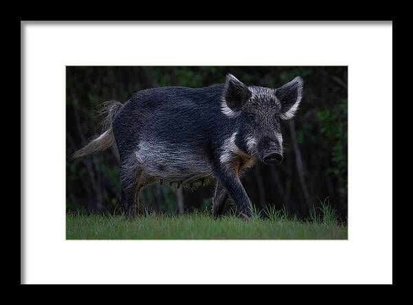 Hog Framed Print featuring the photograph Wild Boar 2 by Larry Marshall
