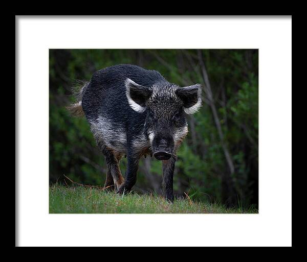 Hog Framed Print featuring the photograph Wild Boar by Larry Marshall
