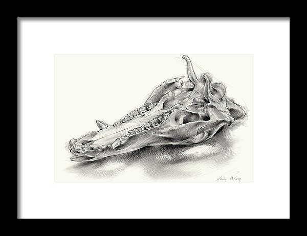 Wild Boar Framed Print featuring the drawing Wild boar skull and metamorphosis of life 2 by Adriana Mueller