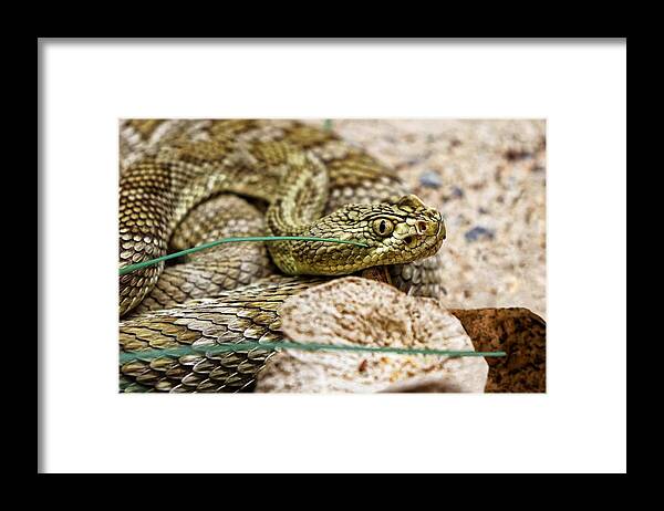 Kj Swan Amphibians And Reptiles Framed Print featuring the photograph Wild Captive - Mojave Green Rattlesnake by KJ Swan