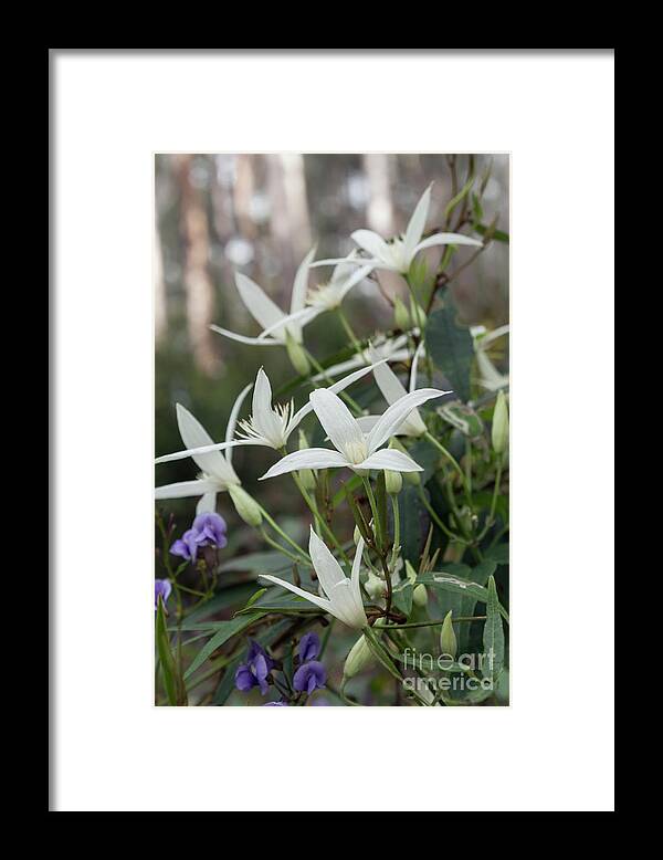 Clematis Framed Print featuring the photograph Wild Clematis Aristrata by Elaine Teague