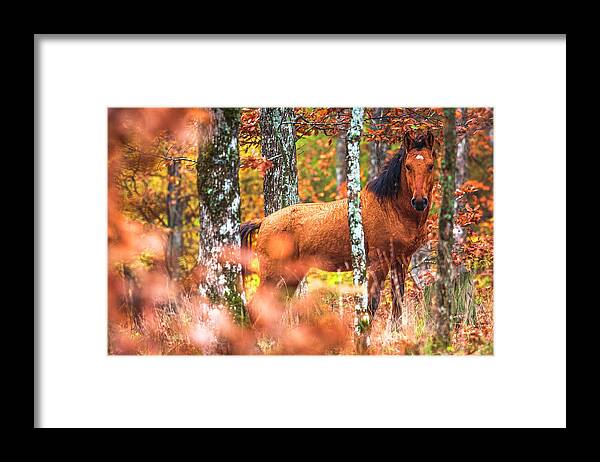 Animals Framed Print featuring the photograph Wild by Evgeni Dinev