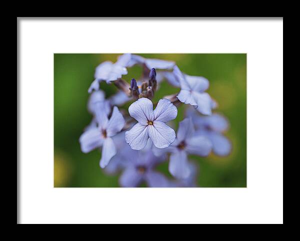 Plants Framed Print featuring the photograph Wild Flowers in Blue by Amelia Pearn