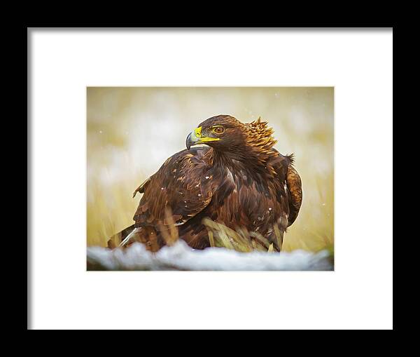 Eagle Framed Print featuring the photograph Wild Golden Eagle Portriat by Mark Miller