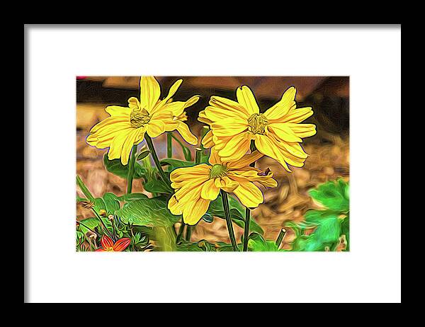 Autumn Sun Framed Print featuring the photograph Wild Golden Glow Coneflower Painterly by Debra Martz
