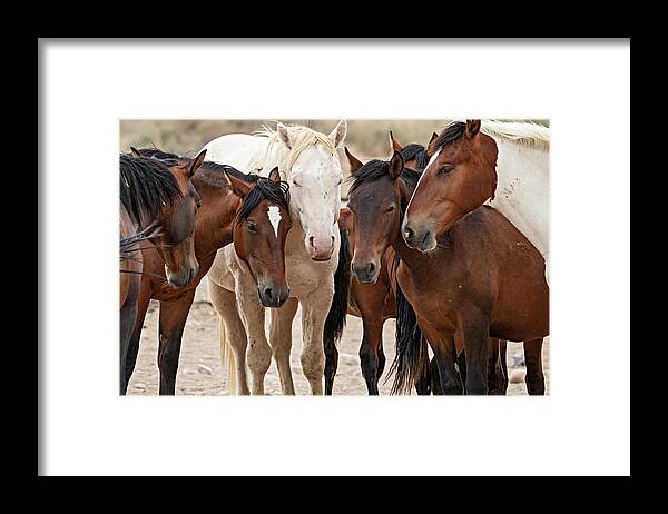 Wild Horses Framed Print featuring the photograph Wild Horse Huddle by Wesley Aston