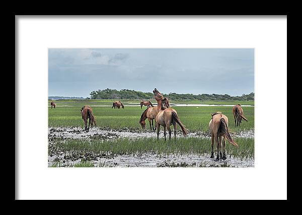 Wild Framed Print featuring the photograph Wild Horse Love in Sight by Fon Denton