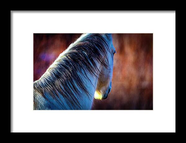 Horse Framed Print featuring the photograph Wild Horse No. 2 by Craig J Satterlee