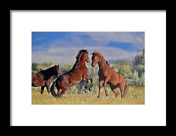 Wild Horse Framed Print featuring the photograph Wild Horse - On hind legs for the fight by Amazing Action Photo Video