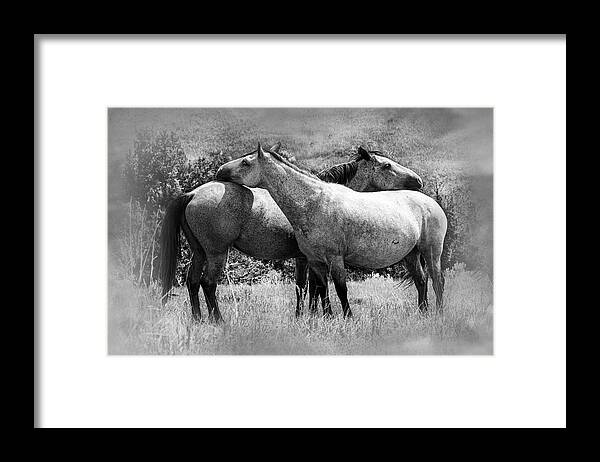 Wild Horses Framed Print featuring the photograph Wild Horses 2C by Sally Fuller