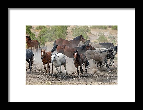 Wild Horses Framed Print featuring the photograph Wild Horses Utah by Wesley Aston