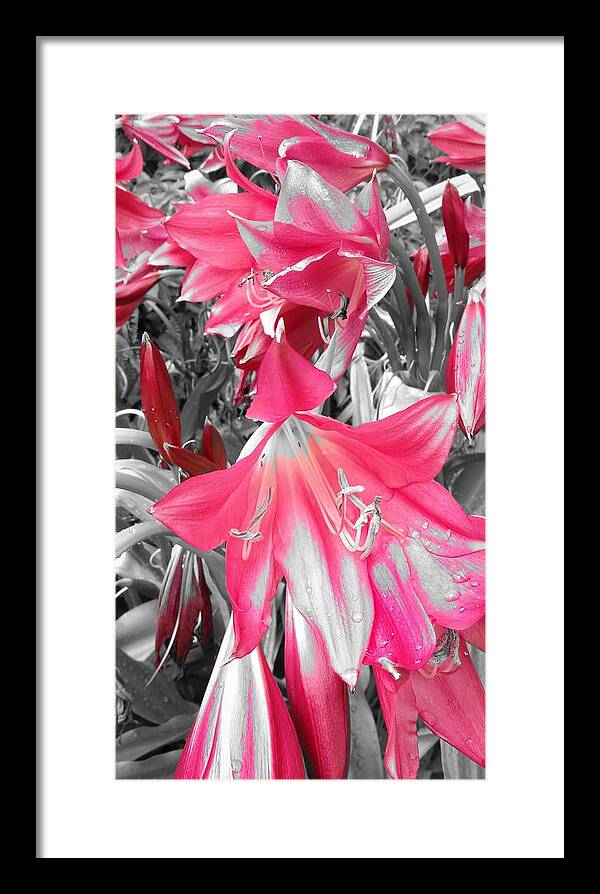 Lily Framed Print featuring the photograph Wild Lily by Lizette Tolentino