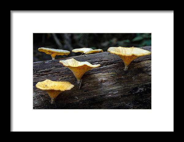 Tropical Rainforest Framed Print featuring the photograph Wild mushroom at tropical forest by Shaifulzamri