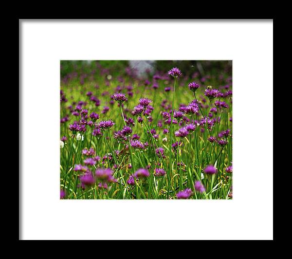 Wild Onions Framed Print featuring the photograph Wild Onions Mineral King by Brett Harvey