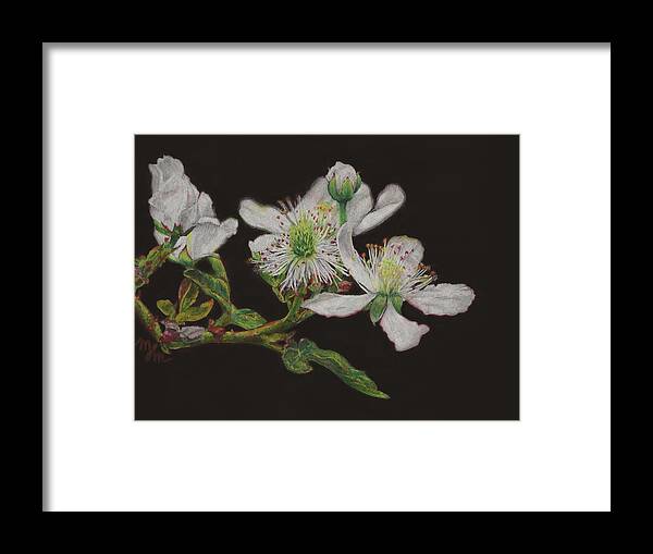 Multiflora Framed Print featuring the drawing Wild Roses by Meredith Moss