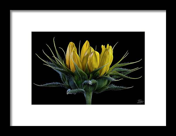 Wild Sunflower Bud Framed Print featuring the photograph Wild Sunflower Bud by Endre Balogh