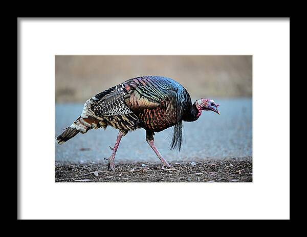 Turkey Framed Print featuring the photograph Wild Turkey - Hen by Amazing Action Photo Video