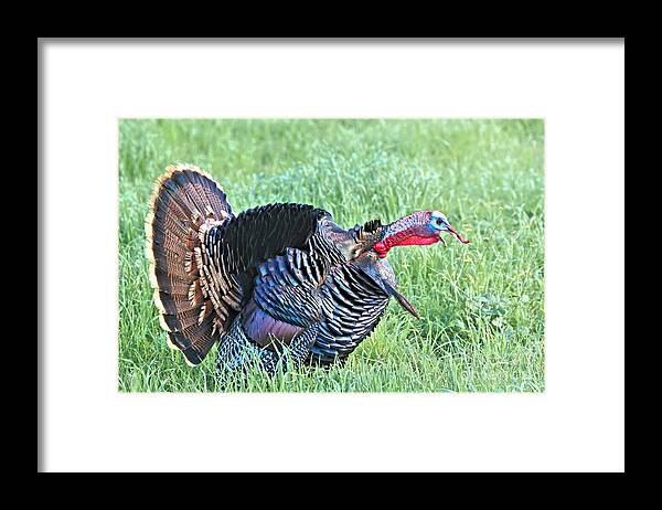 Turkey Framed Print featuring the photograph Wild Turkey by Vivian Krug Cotton