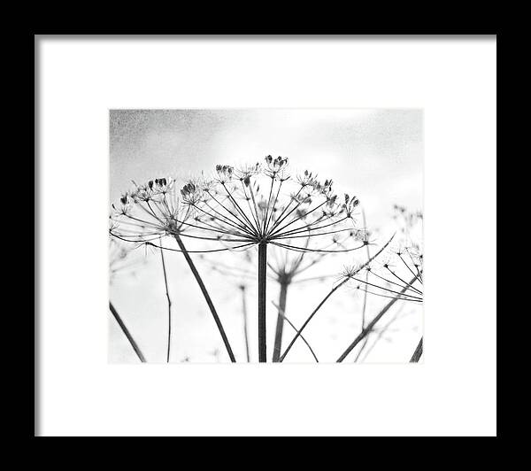 Black And White Framed Print featuring the photograph Wild Umbel by Lupen Grainne