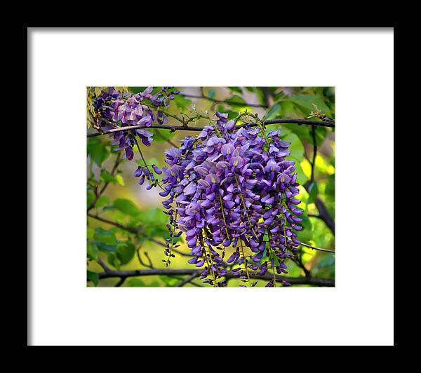 Spring Framed Print featuring the photograph Wild Wisteria by Suzanne Stout