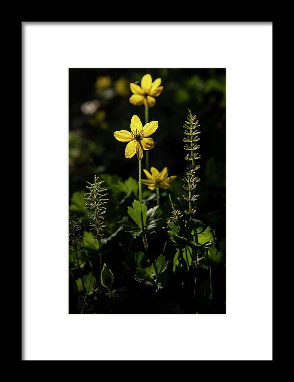 Alaska Framed Print featuring the photograph Wilderness Princess by Fred Denner