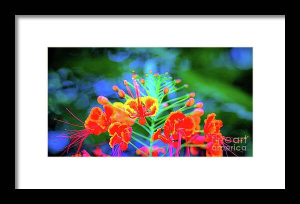 Wildflowers Framed Print featuring the photograph Wildflower Garden Tropical by D Davila