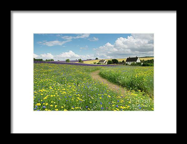 Wildflower Meadow Framed Print featuring the photograph Wildflower Meadow at Snowshill Lavender Farm by Tim Gainey